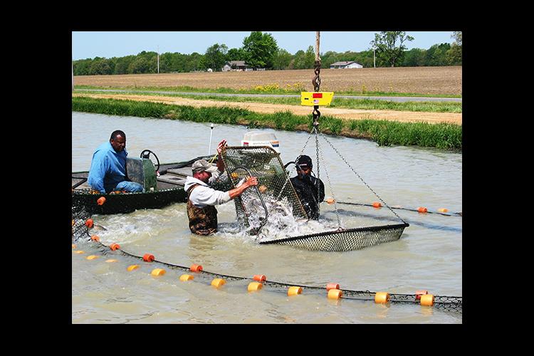 A seining crew loads out live channel catfish in Calloway County. 
