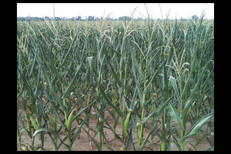 Drought stressed corn 