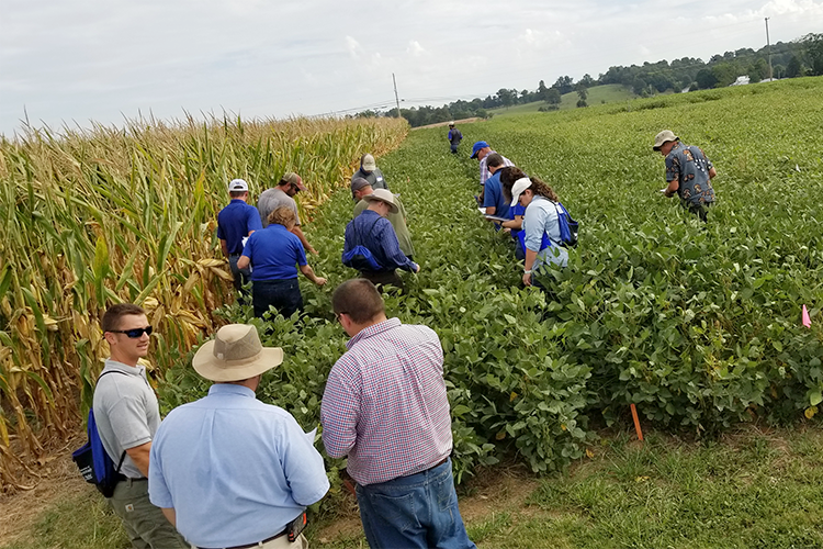 Participants from a past year's KATS training look at soybean plots at the UK Research and Education Center Farm in Princeton. Photo courtesy of the Kentucky Agriculture Training School. 