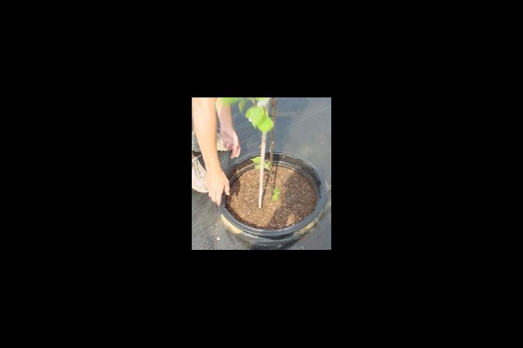 Pot-in-pot production uses a pot permanently installed in the ground and another pot containing the plant is installed inside the permanent pot.