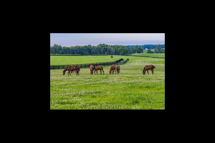 Horses on pasture 