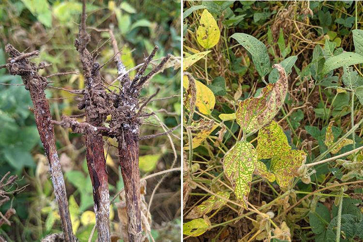 These two pictures show symptoms of red crown rot damage to soybean stems, roots and leaves. Photos by Carl Bradley, UK extension plant pathologist. 