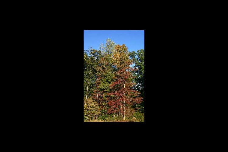 Fall beauty fades when forest fires attack. They can damage the most economically valuable sections of trees.