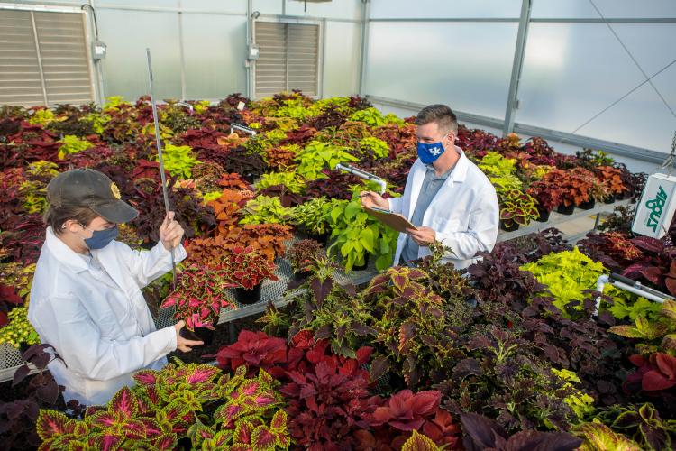 Ty Rich (left) and Paul Cockson record data in a variety trial for coleus.
