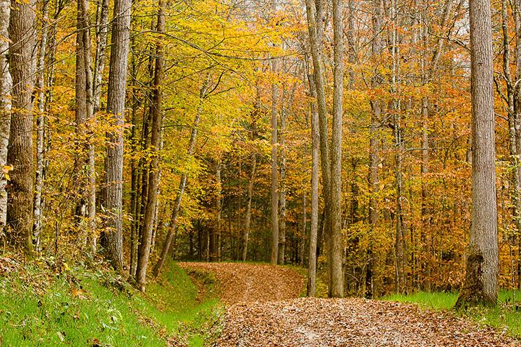 A leaf covered road winds through Robinson Forest in autumn.