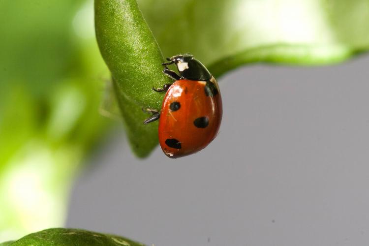 Seven-spotted lady beetle 