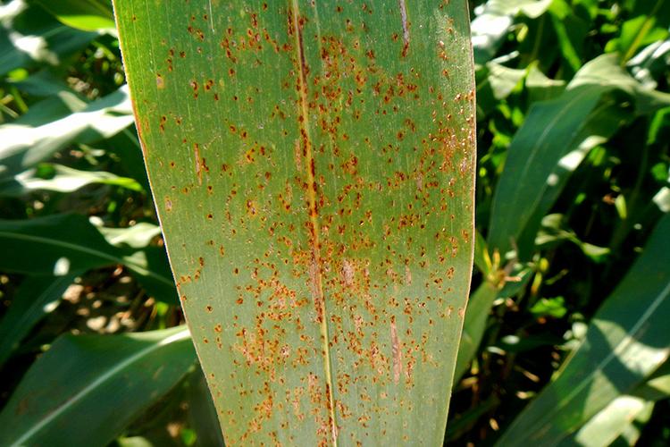 Southern rust on corn. Photo by Kiersten Wise, UK extension plant pathologist.