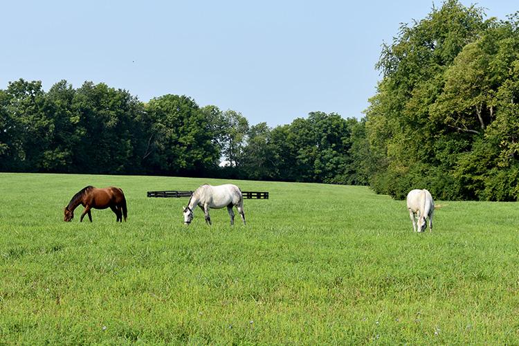 Horses graze at Spendthrift Farm. Photo by Katie Pratt, UK agricultural communications. 