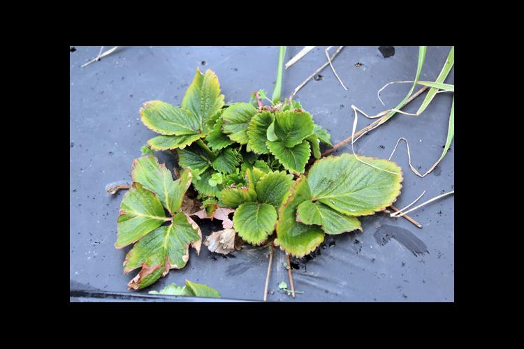 A strawberry planted infected with both viruses. 