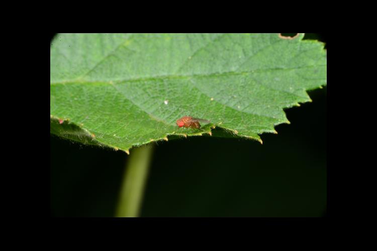 A spotted wing drosophila adult on a blackberry leaf 