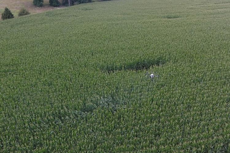 A drone applies fungicide to corn in the UK research trial. Photo by Patrick Hardesty, Taylor County agriculture and natural resources extension agent.