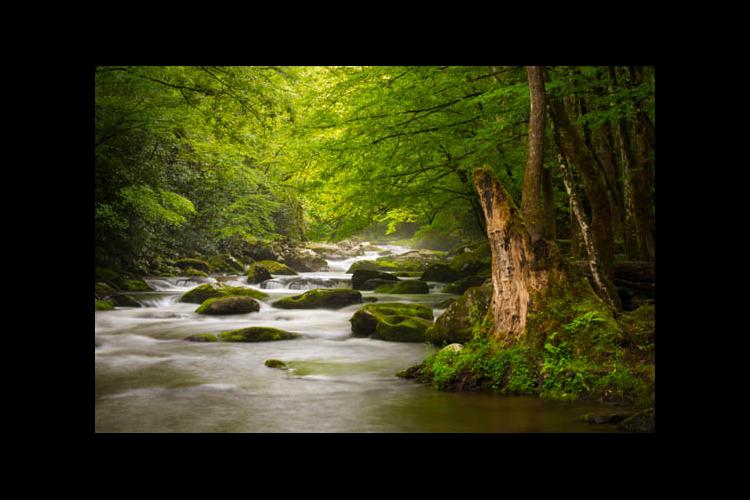 An Appalachian stream through the forest