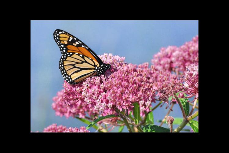 Monarch butterfly nectaring on milkweed