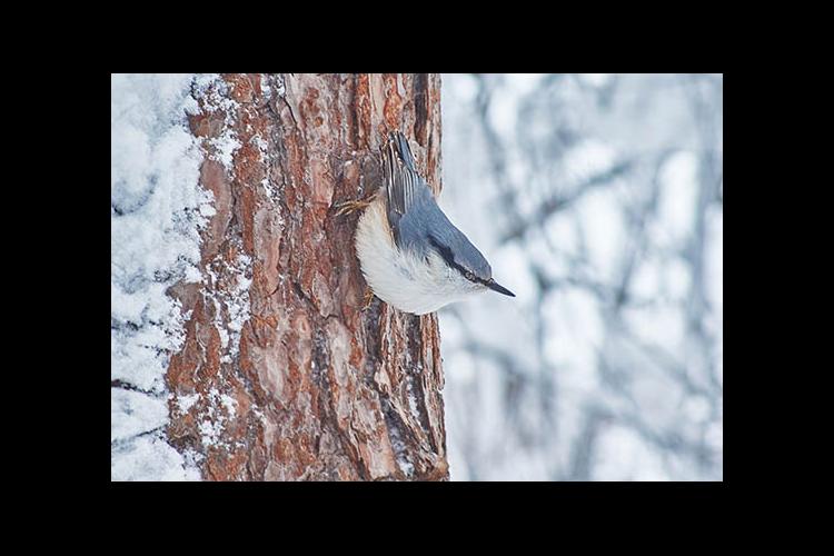 Nuthatches prefer deciduous woodlands. 
