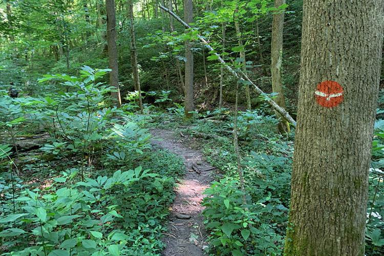 A trail in the Tom Dorman State Nature Preserve