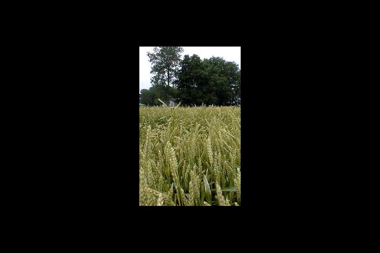The University of Kentucky Research and Education Center in Princeton will host a wheat conference January 5. The event will give farmers the latest information regarding trends and research.