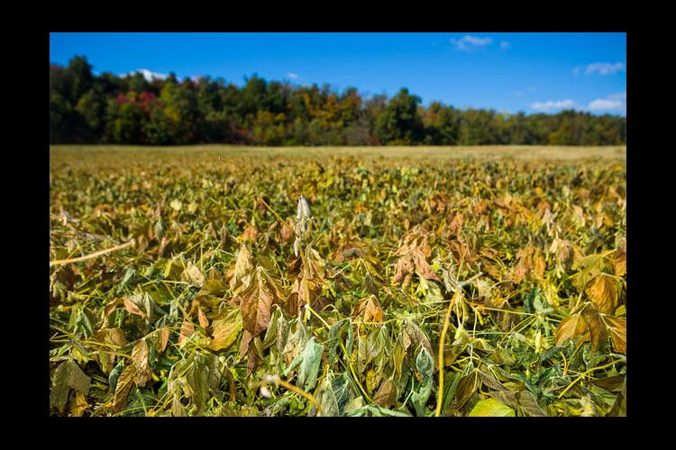 Grayson County soybeans wilted by October freeze 