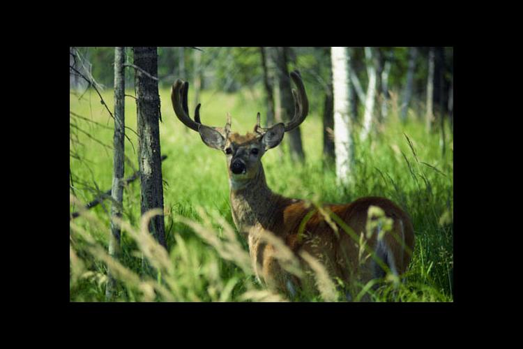 Buck in forest 