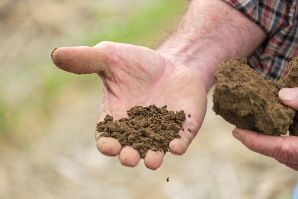 Hand holding soil. Photo by Matt Barton, UK agricultural communication. 