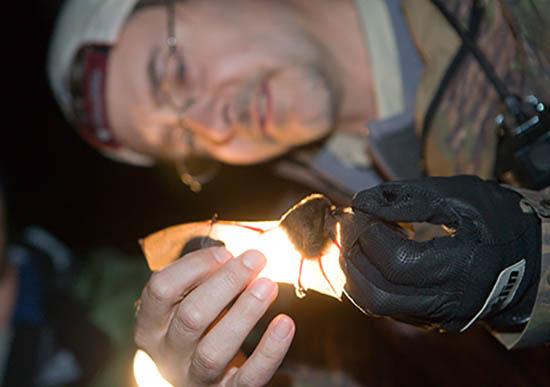 Professor Mike Lacki examines a bat in Robinson Forest during a 2006 study.. 