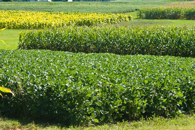 UK research plots of soybeans, corn and tobacco. 