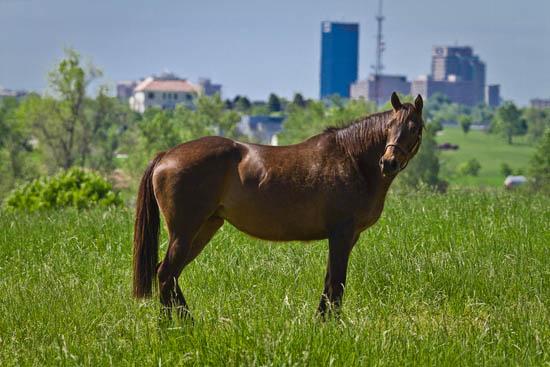 The 2012 Kentucky Equine Survey's purpose is to get an accurate inventory of all horses in the state. 