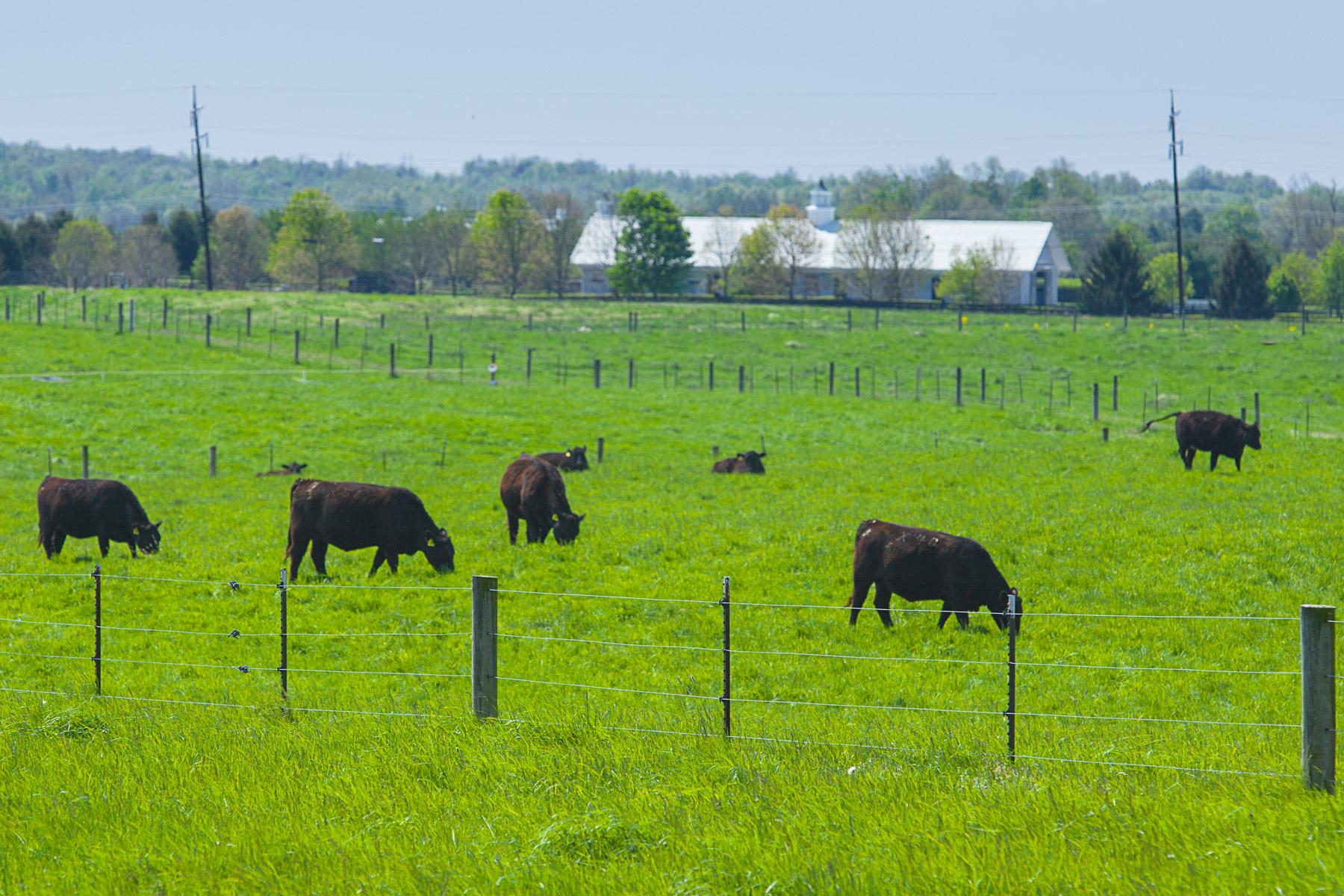 Sound fences are vital to any livestock operation.