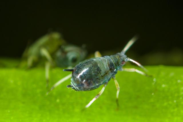 cowpea aphid