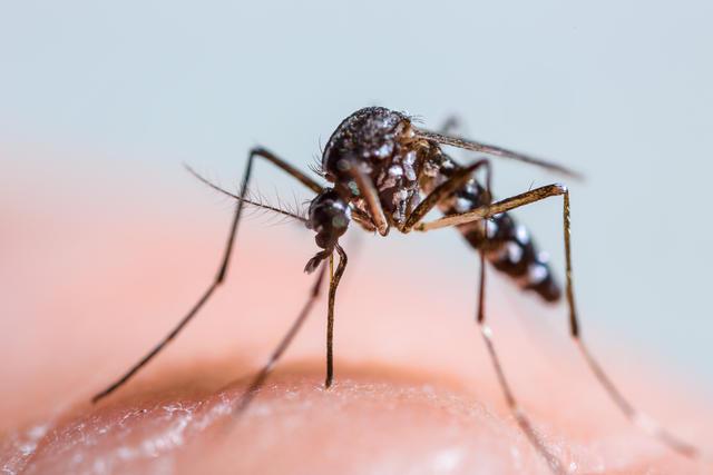 The Asian tiger mosquito is the most common type of mosquito in Kentucky. 