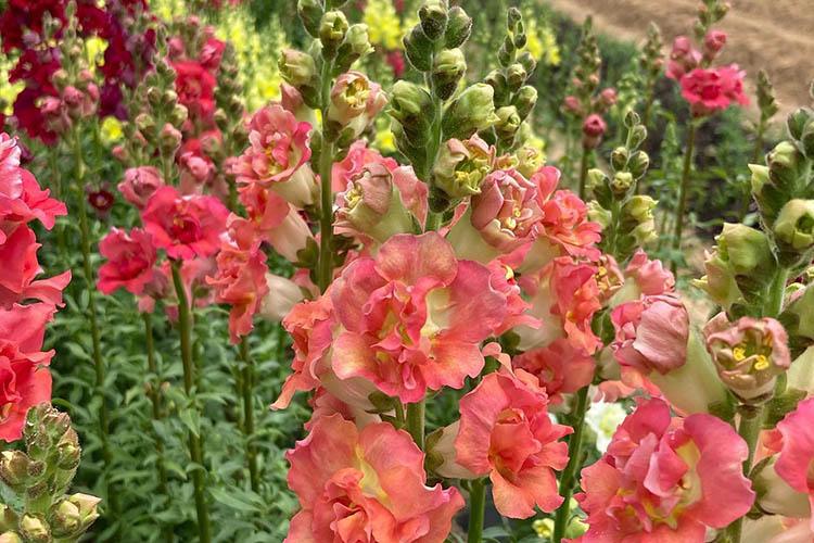 A diverse field of snapdragons  