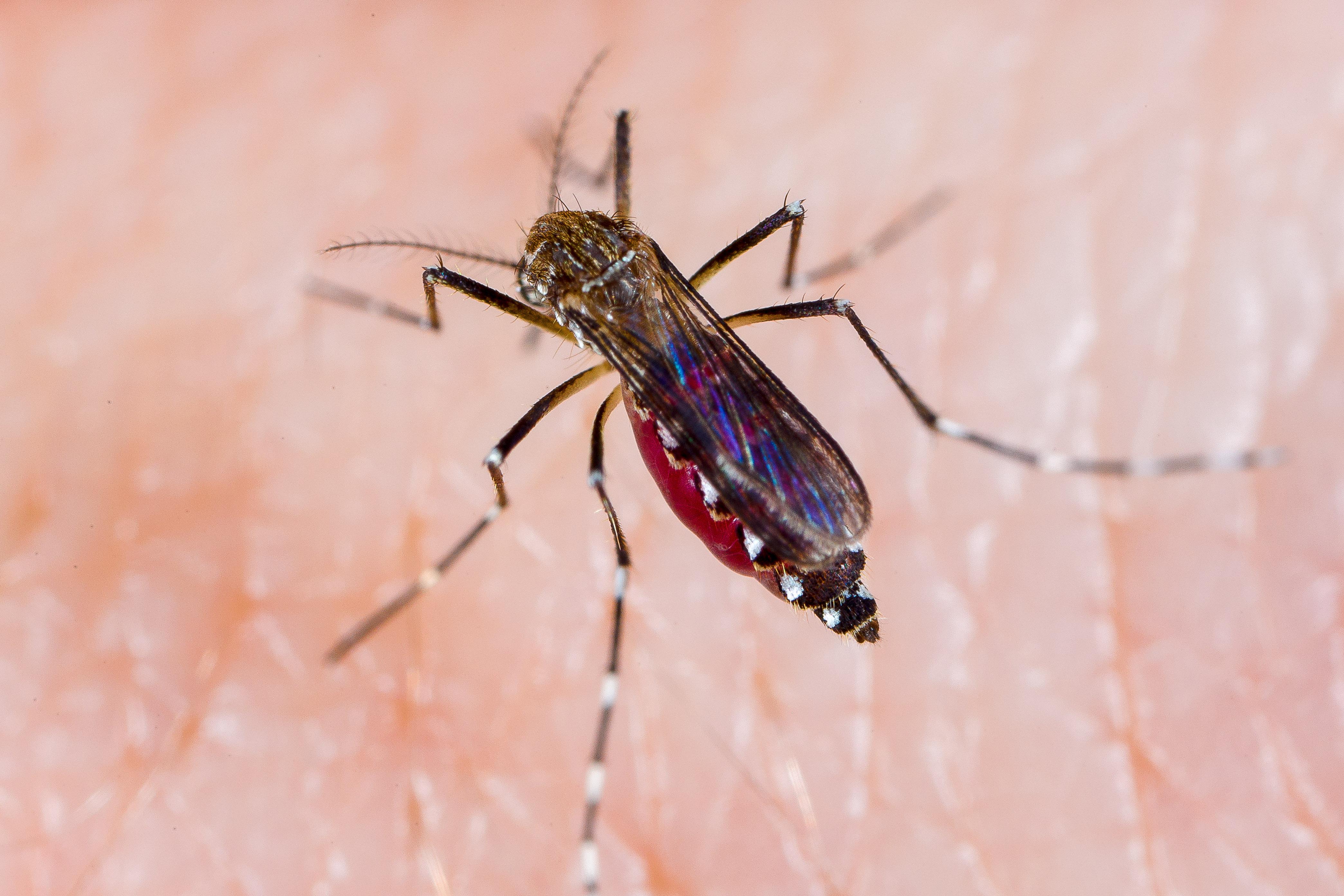 Aedes aegypti is the known carrier of the Zika virus. 