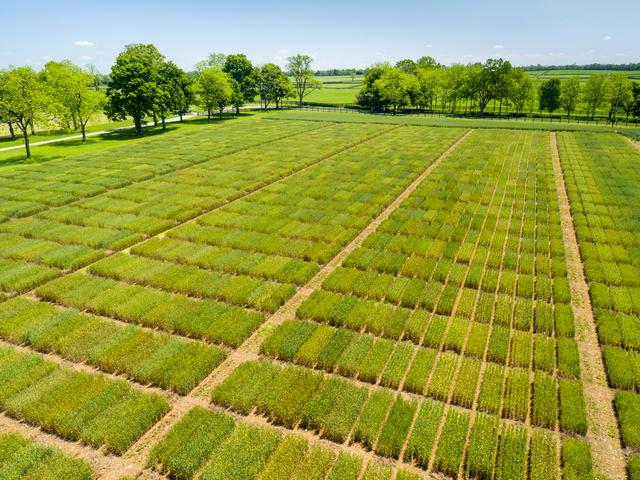 Aerial photo of the 2016 UK wheat research plots 