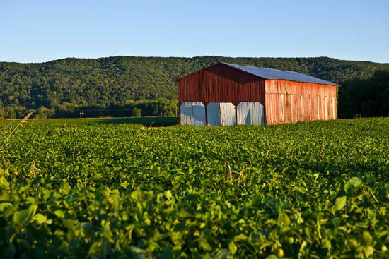 A Kentucky farm
