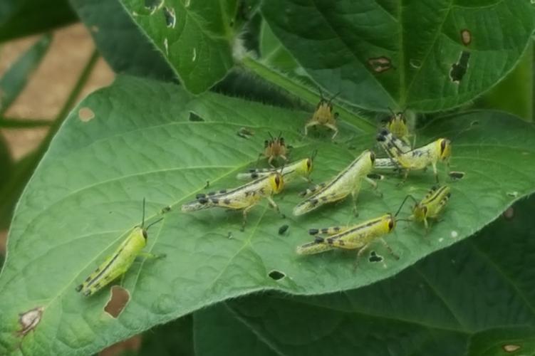 Grasshoppers on soybeans. Photo by Ric Bessin, UK extension entomologist. 