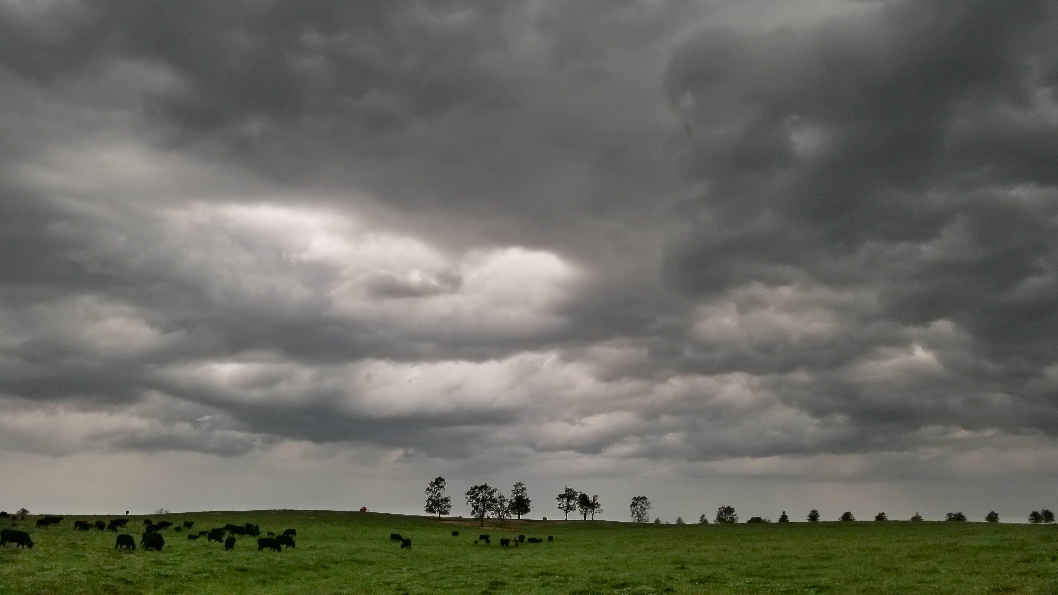 Cows in pasture with storm clouds