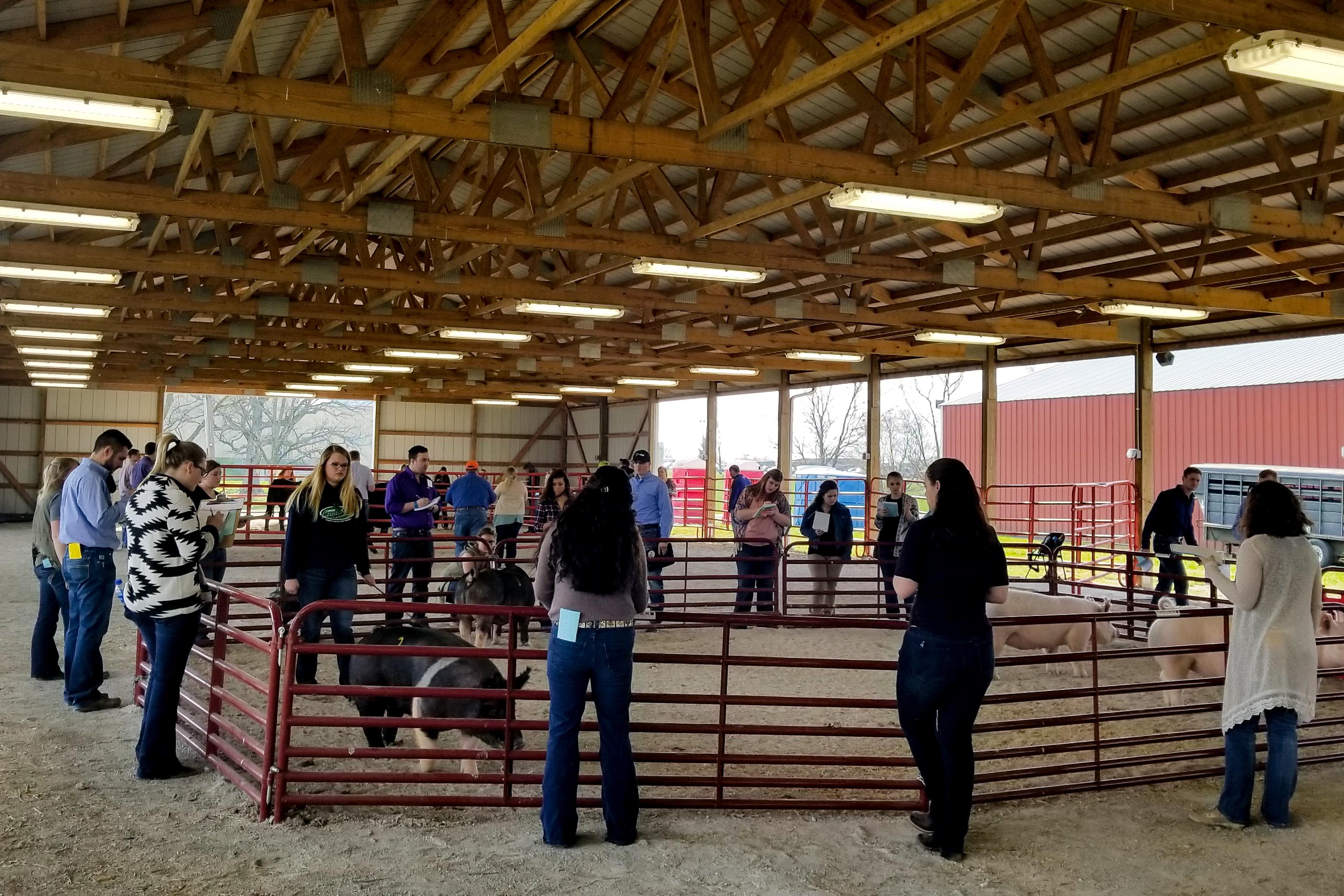 Students studied sheep, swine and cattle in categories including market animal evaluation, animal selection, livestock judging and oral reasoning. 