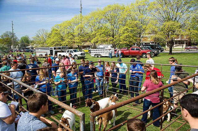Students compete in livestock judging during the 2017 UK Agricultural Field Day. 