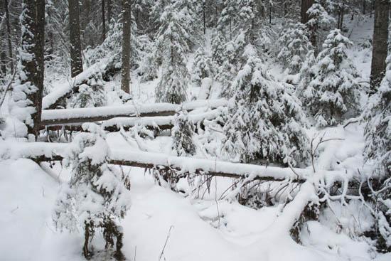 Winter-damaged timber