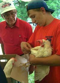 Perry County 4-Her demonstrates how to judge chickens for egg production.