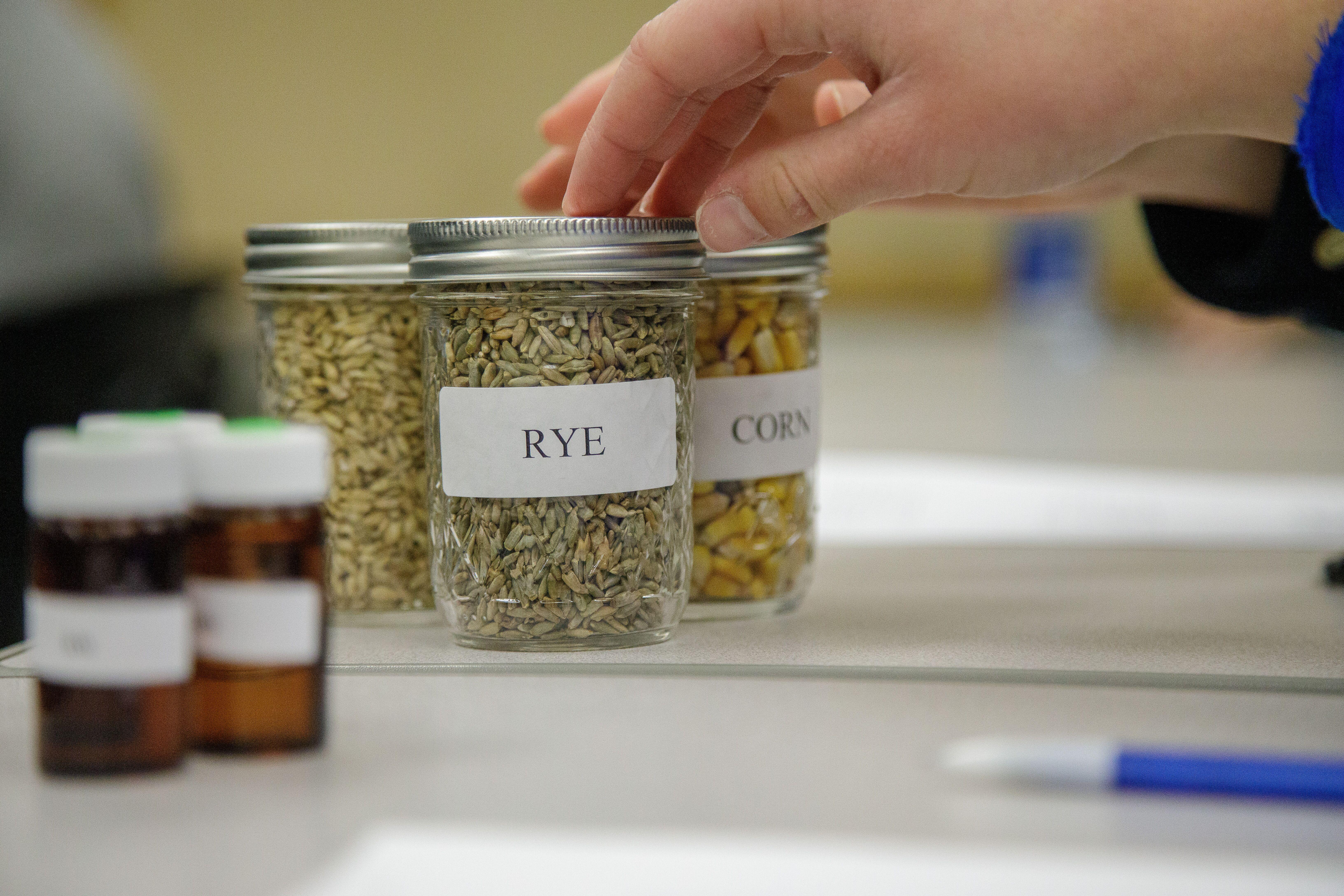 Students examined samples of common grains used in making whiskey. jars, grains, samples, classroom