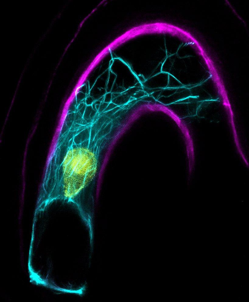 A confocal microscope image of the Arabidopsis female cell including the nucleus in yellow and intracellular cables which help with sperm nucleus migration upon fertilization. The cell wall is pictured in magenta. Photo courtesy of Tomokazu Kawashima. 