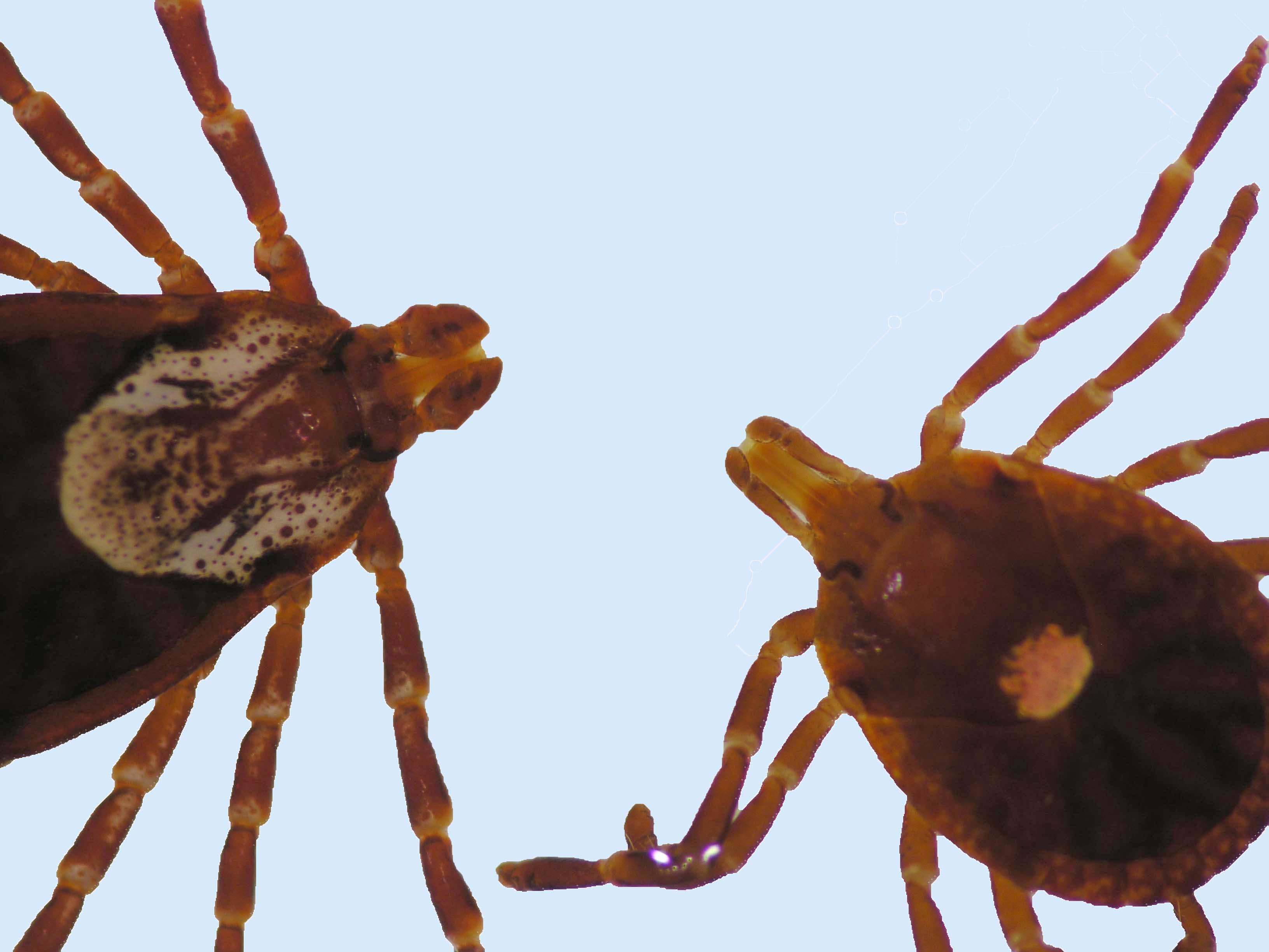 The picture shows the distinct differences between the American dog tick, left, and the lone star tick. Notice the American dog tick has short mouth parts and mottled markings while the lone star tick has long mouthparts and a white spot on its back.