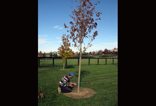Baker Aljawasim takes a sample of a tree to test for the presence of Verticillium wilt.
