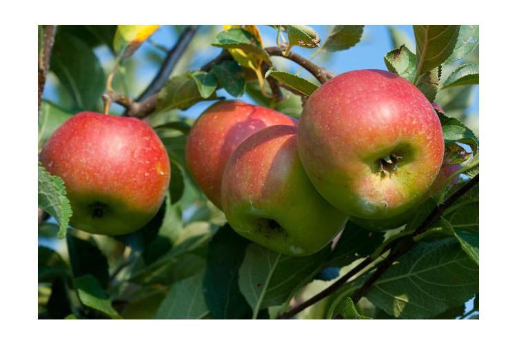 UK researchers are working to develop ways to keep healthy U.S. apples, like these,  in the supply chain. Photo by Steve Patton, UK agricultural communications.