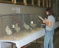 A 4-Her evaluates poultry at the 2003 Kentucky State Fair.