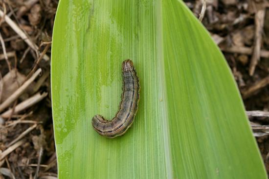 Fall armyworm on corn 