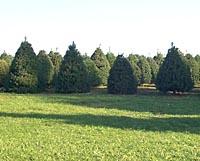 Christmas trees in field Christmas trees in field