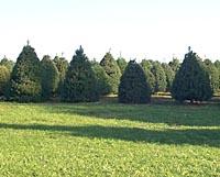 Christmas trees in field