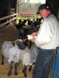 Sam Adams feeds the natural colored long-wool sheep that have become a source of farm income.