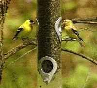 The video points out that certain kinds of feed may attract specific bird species. Gold Finches enjoy niger seed.